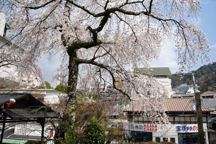 善福寺の糸桜２