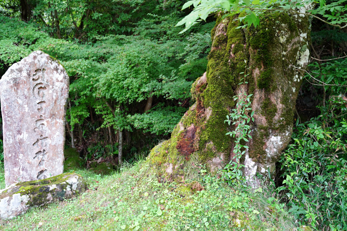 赤埴の大カエデ