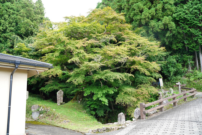 赤埴の大カエデ