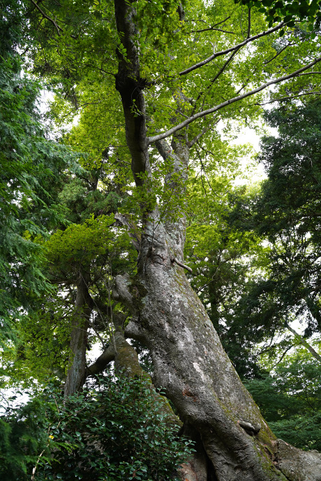 赤埴のケヤキ