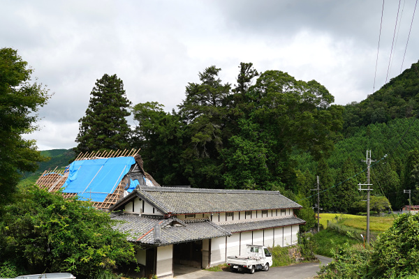 赤埴のケヤキ