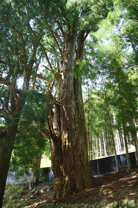 天水分神社の大杉