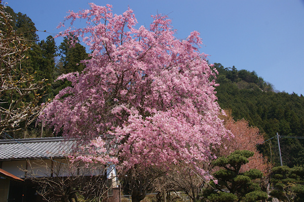 仏�骼寞ｫ内の枝垂桜