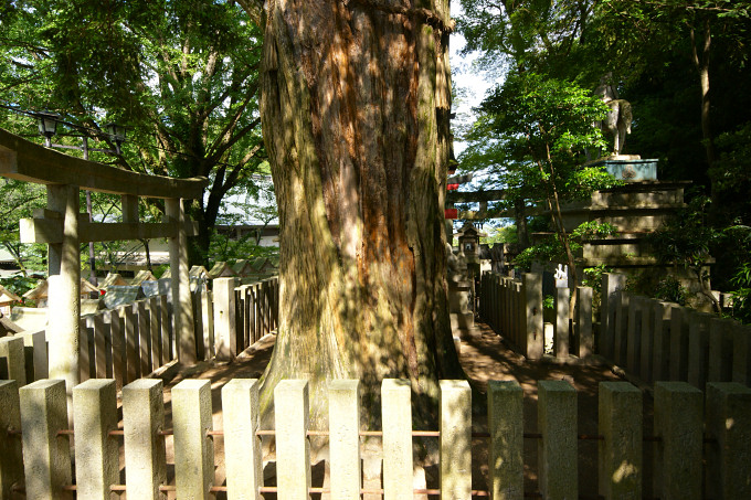朝護孫子寺の榧の木