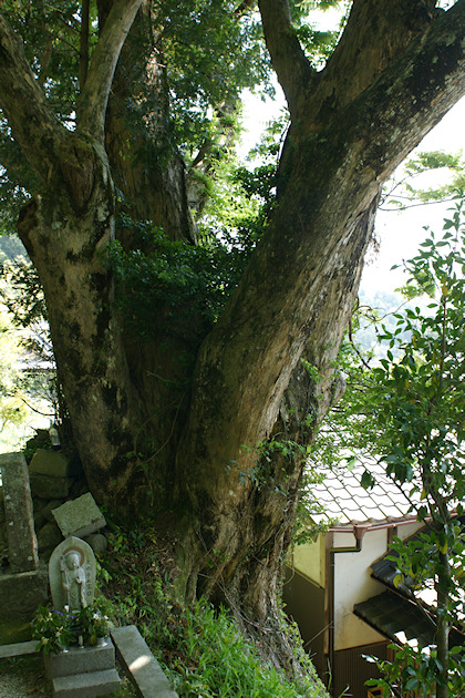 長久寺のカヤの木