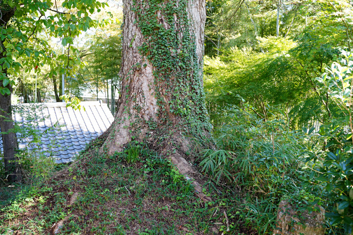 大願寺のモミ