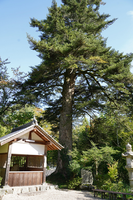 大願寺のモミ