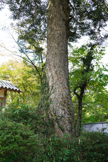 大願寺のモミ