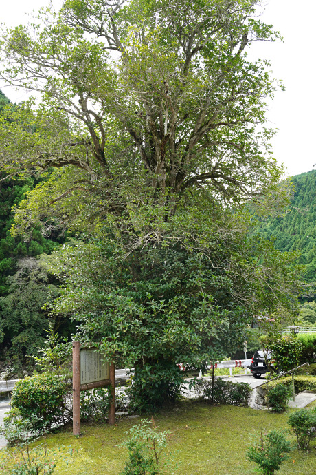 円覚寺のギンモクセイの巨樹