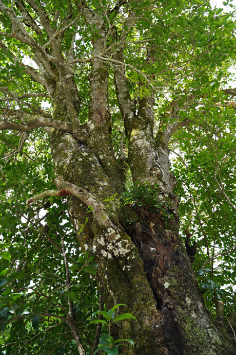 円覚寺のギンモクセイの巨樹