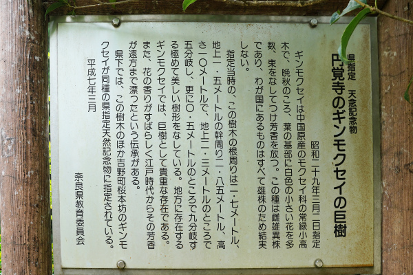 円覚寺のギンモクセイの巨樹　説明板