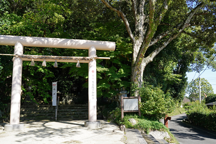 笛吹神社のイチイガシ林