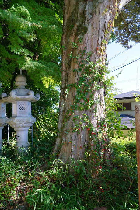 笛吹神社のイチイガシ林