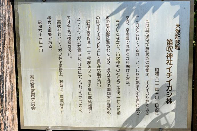 笛吹神社のイチイガシ林説明板