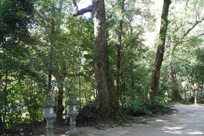 笛吹神社のイチイガシ林