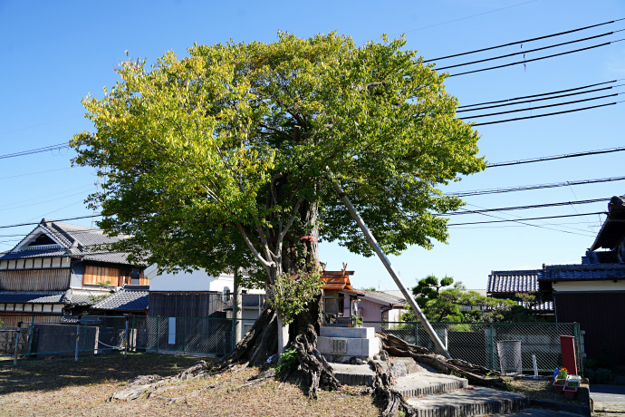 薑春日神社のムクノキ