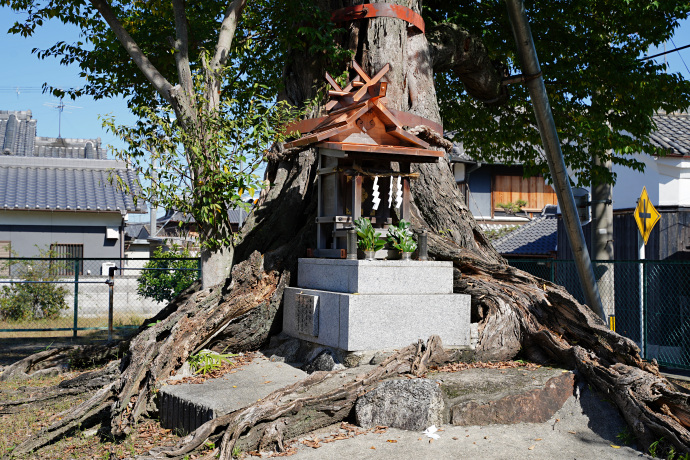 薑春日神社のムクノキ