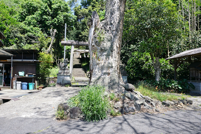 東阿田八幡神社のムクロジ