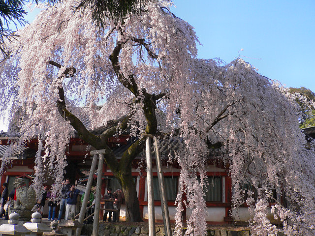 氷室神社の枝垂れ桜