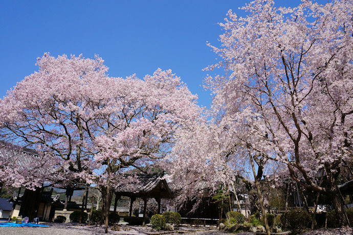 本善寺境内の桜