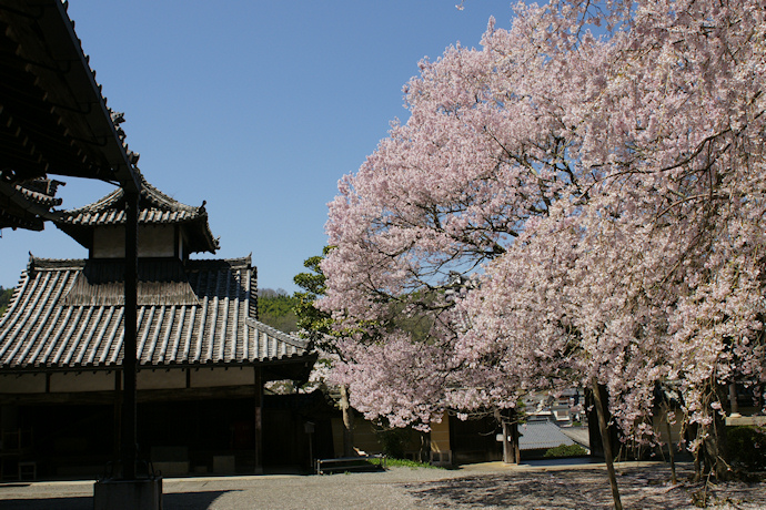 本善寺の懐いの桜と太鼓楼