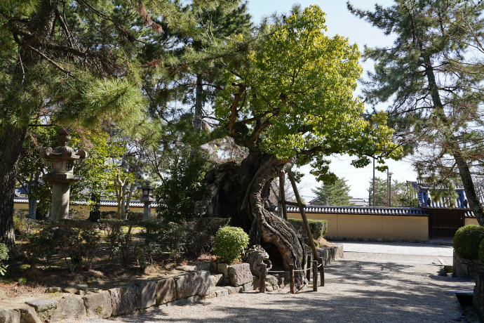 法隆寺の老楠