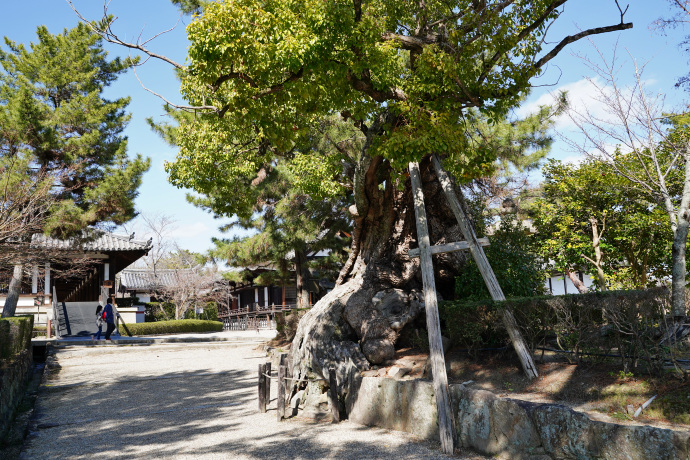 法隆寺の老楠