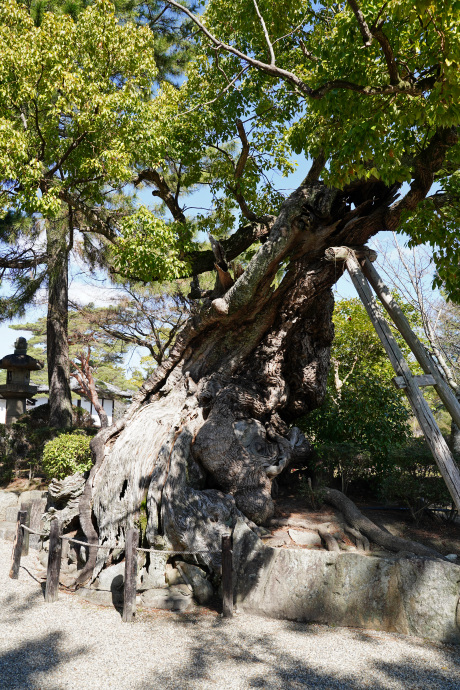 法隆寺の老楠