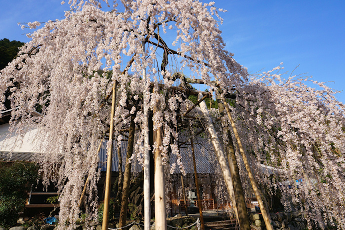 宝蔵寺の枝垂れ桜