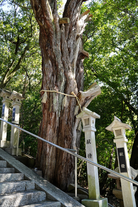 斑鳩神社のビャクシン