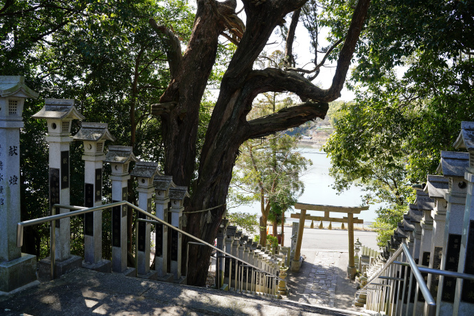 斑鳩神社のビャクシン