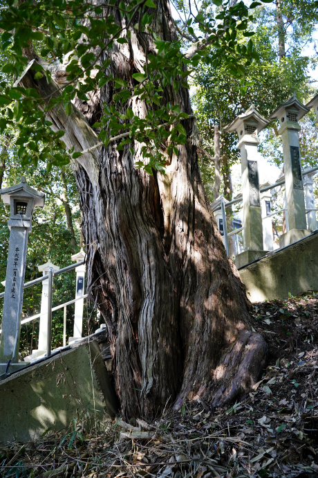 斑鳩神社のビャクシン