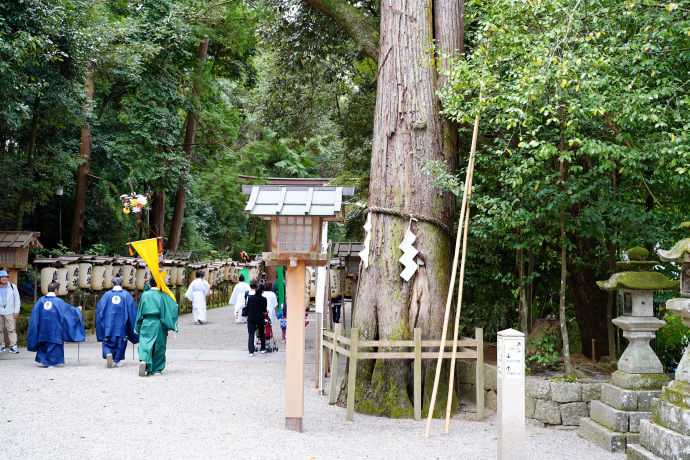 石上神宮の神杉