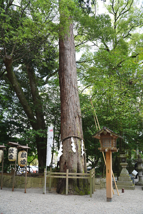 石上神宮の神杉