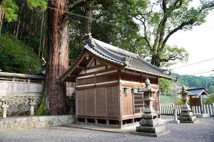 伊豆神社のスギ