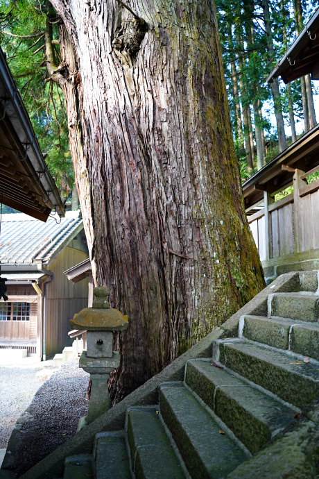 伊豆神社のスギ