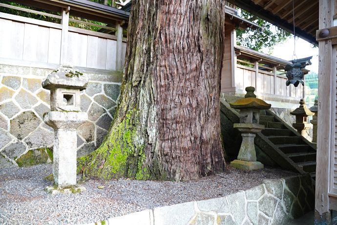 伊豆神社のスギ