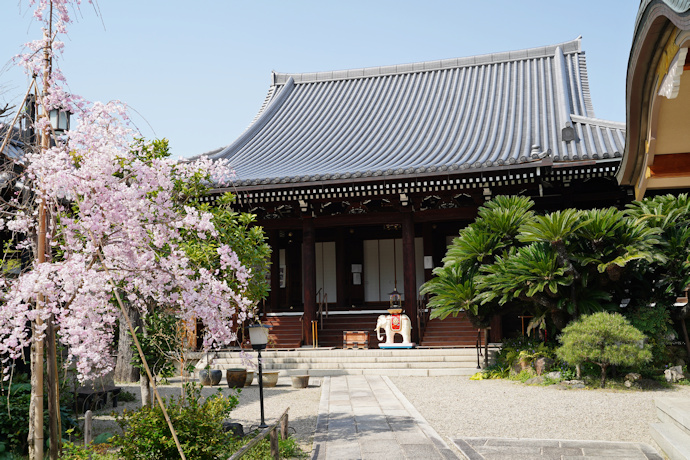 浄教寺の本堂とソテツ