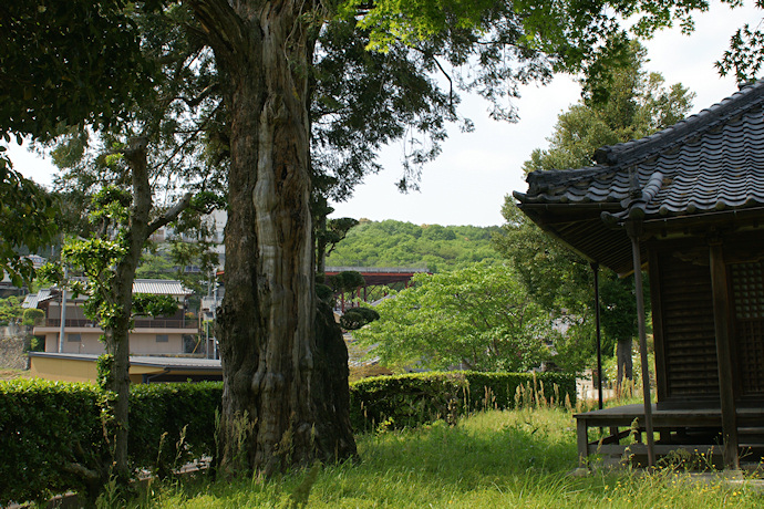 浄土寺のカヤ