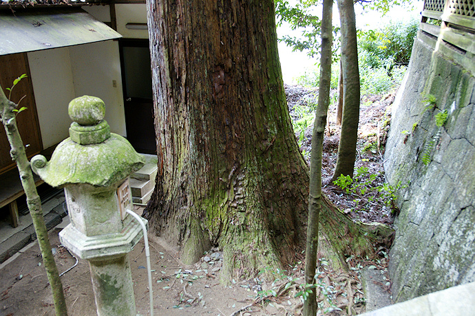 神楽岡神社のスギ