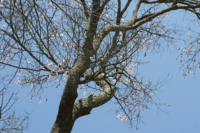 上深川の桜の巨樹