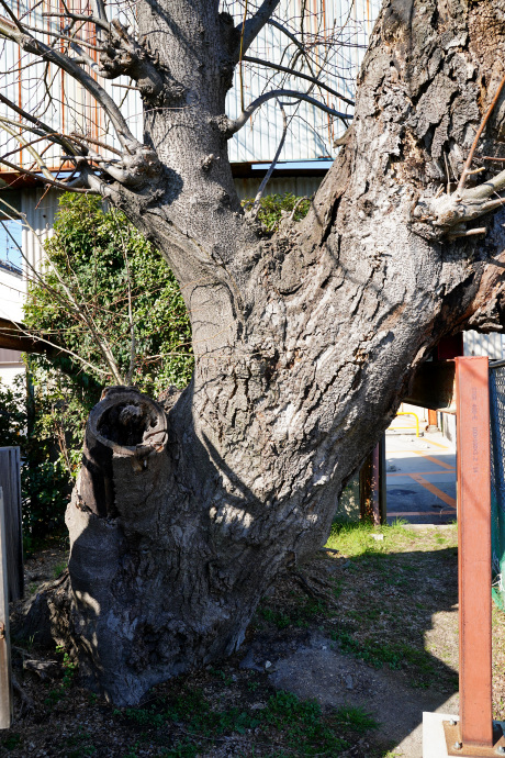 香芝蓮池傍のサイカチ