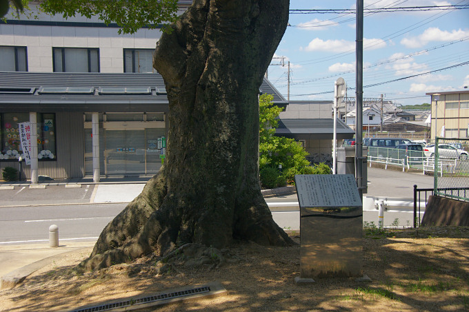 鹿島神社・エノキの巨樹