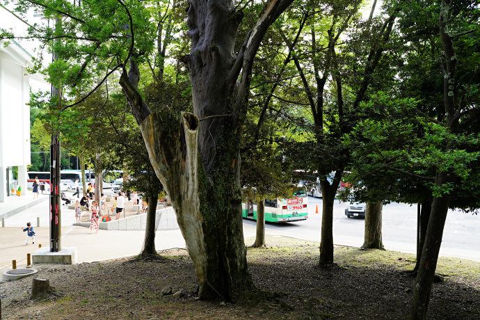 春日大社宝物館横のナギ