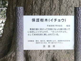 奈良県・保護樹木