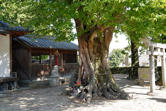 北花内神明神社のムクノキ
