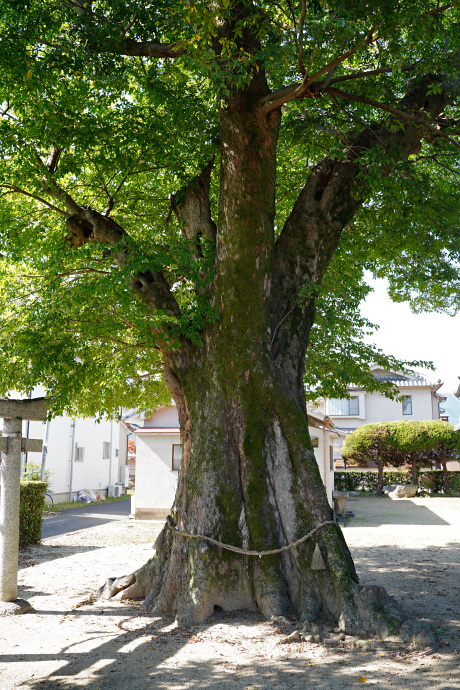 北花内神明神社のムクノキ