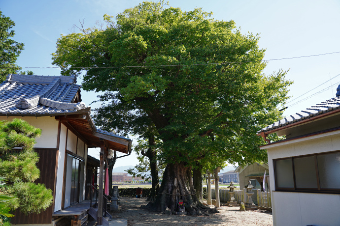 北花内神明神社のムクノキ