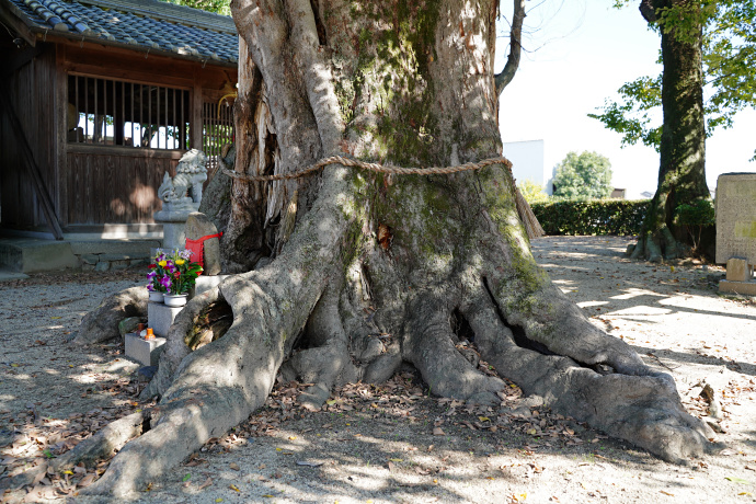 北花内神明神社のムクノキ