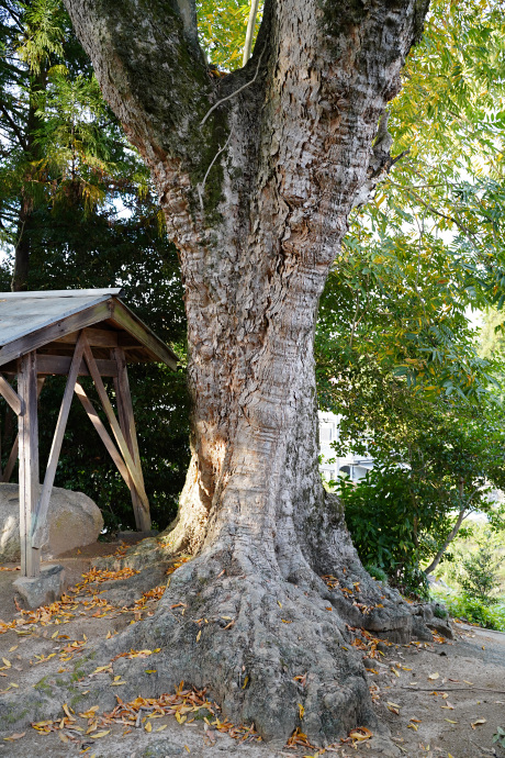 呉津孫神社のムクロジ